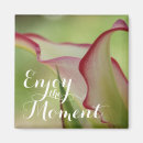 Search for callas magnets Lily
