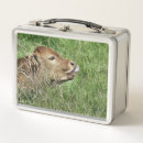 Search for cow lunch boxes Calf
