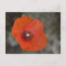Search for rot postcards Natur