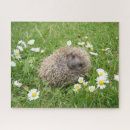 Search for hedgehog puzzles Animal wildlife