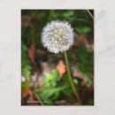 Search for weeds vertical postcards Photography