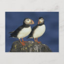 Search for beak cards invites Wildlife