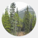 Search for conifer stickers Forest