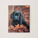Search for labrador puzzles Fall