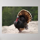 Search for wild turkeys posters Nature