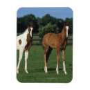 Search for grassy magnets Equestrian