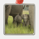 Search for endangered christmas tree decorations Elephant