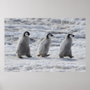 Search for emperor penguin posters Snow