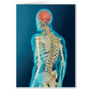 Search for brain stem Digitally generated image