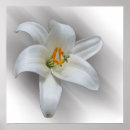 Search for white lily posters Green