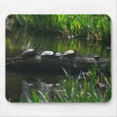 Search for turtle picture electronics Nature