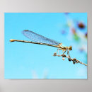 Search for dragonfly photography Bug