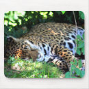 Search for zoo electronics Nature