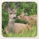 Search for fawn coasters Doe