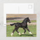 Search for gypsy vanners postcards Breed