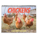 Search for chicken calendars Chicks