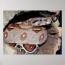 Search for constrictor posters Snake