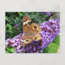 Search for buckeye postcards Butterflies