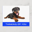 Search for rottweiler puppy postcards Puppies