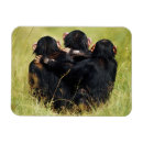 Search for chimpanzees magnets Animal wildlife