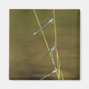 Search for damselfly Animal