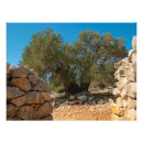 Search for olive tree posters Travel