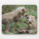 Search for cheetah mousepads Cubs