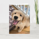 Search for smiling puppy cards Golden retriever