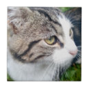 Search for ceramic other Cat