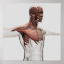 Search for sternum posters Biomedical illustrations