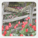 Search for tulip flower stickers Skagit valley