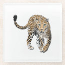 Search for jungle animals coasters Leopard