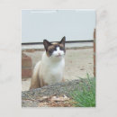Search for smiling cat postcards Cats
