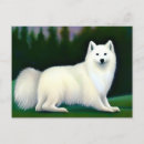 Search for american eskimo dog postcards Animal