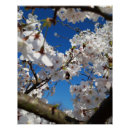 Search for bumblebee posters Insect