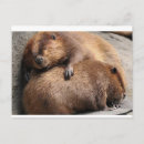 Search for beavers postcards Animal