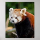 Search for wildlife posters Cute
