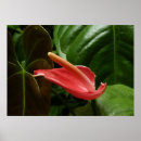 Search for calla lilies art Pink