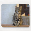 Search for pretty kitty mousepads Kitten