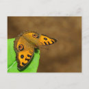 Search for peacock butterfly postcards Nature