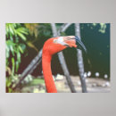 Search for red bird posters Tropical