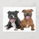 Search for pitbull thank you cards Puppy
