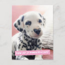 Search for funny animal postcards Avanti press