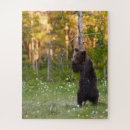 Search for grizzly bear puzzles Nature