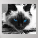 Search for siamese art Pets
