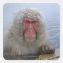 Search for snow monkey stickers Animal