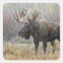 Search for national animal stickers Bull