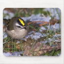 Search for feeding electronics Bird