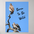 Search for hawk paintings posters Bird watching