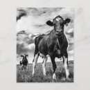 Search for crops postcards Photography